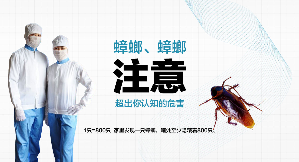 1只=800只 家里發現一只蟑螂，暗處至少隱藏著800只。